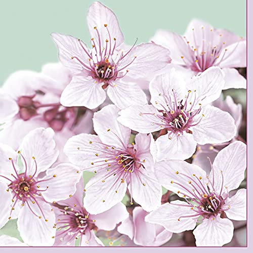 DAISY 3-lagige Frühlingsblumen-Seidenpapier-Servietten für Serviettentechnik, Mittagessen, 33 cm x 33 cm, 20 Stück (Kirschblüte)