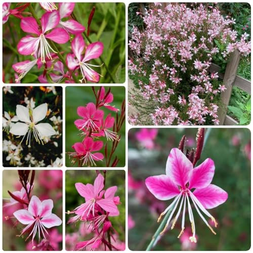 300 Pcs Prachtkerze Winterhart Samen - Schnittblumen Samen, Bio Saatgut, Garten Blumen,Gaura Lindheimeri, Blütenmix, Stauden Winterhart Mehrjährig, Deko Blumen, Kleine Geschenke, Pflanzensamen