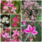 300 Pcs Prachtkerze Winterhart Samen - Schnittblumen Samen, Bio Saatgut, Garten Blumen,Gaura Lindheimeri, Blütenmix, Stauden Winterhart Mehrjährig, Deko Blumen, Kleine Geschenke, Pflanzensamen