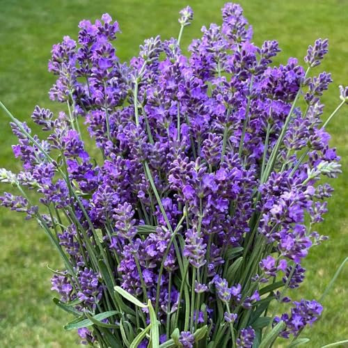 Semillas de lavanda perenne semillas de jardín plantas de balcón resistente Semillas de lavanda - Lavandula angustifolia - Comprar flores de lavanda, lavanda. Semillas de flores 1000pcs