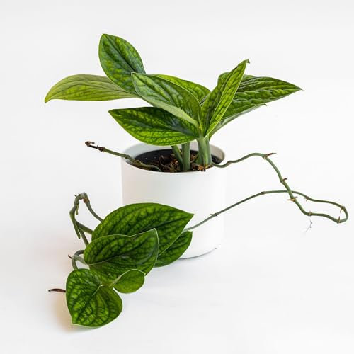 le Georgiche Monstera Perù
