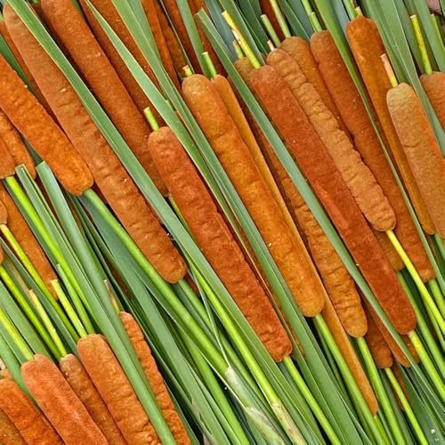 rohrkolben pflanzen samen - Typha latifolia- teichpflanzen winterhart、pflanzentopf teichdeko、pflanzen für sonnige plätze pflanzen garten、gartendeko für draußen deko garten、einfach zu 500pcs