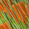 rohrkolben pflanzen samen - Typha latifolia- teichpflanzen winterhart、pflanzentopf teichdeko、pflanzen für sonnige plätze pflanzen garten、gartendeko für draußen deko garten、einfach zu 500pcs