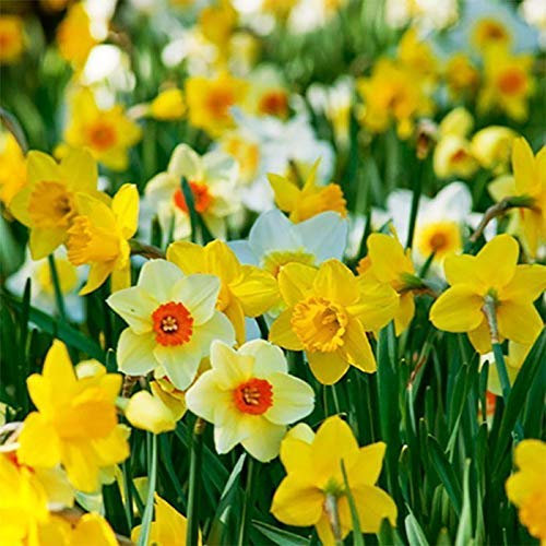 Portal Cool 20 Variado Bulbi Bulbi Narciso Narciso Colture Nani Autunno Primavera Bloom