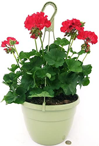 POWERS TO FLOWERS - GERANIO ZONALE HERCULES BASKET XXL, PELARGONIUM, ROSSO VASO 24 CM DIAMETRO, pianta vera