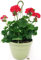 POWERS TO FLOWERS - GERANIO ZONALE HERCULES BASKET XXL, PELARGONIUM, ROSSO VASO 24 CM DIAMETRO, pianta vera