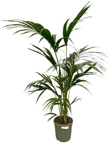 Palma Kentia, 130 cm, diámetro de 21 cm