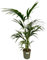 Kentia-Palme - Palme - Zimmerpflanze - 130 cm - Ø21cm