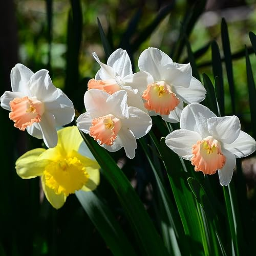 1 pcs osterglocken narzissen zwiebeln winterhart - kübelpflanzen blumen balkon zwiebeln narzissenzwiebeln,Narcissus blumenzwiebeln frühblüher blumendeko winterlinge zwiebeln winterhart