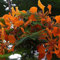 DELONIX REGIA Orange Flamboyant Baum BULK Samen