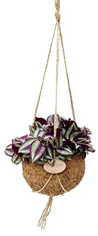 Exotenherz - Kokodama - Tradescantia zebrina im Kokodama-Gefäß zum Hängen - Dreimasterblume - ca. 15cm
