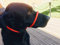 No More Pulling! Anti Pull Lead Field Figure 8 / Halter/Head Collar One Size Fits All Super Soft Braided Nylon Comfortable Make Your Walks More Enjoyable -Instructions Included (Red)