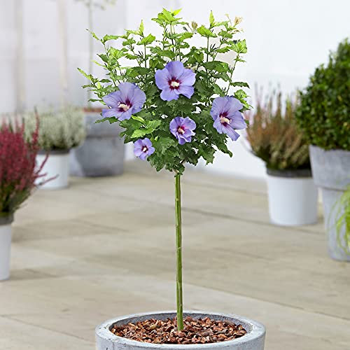 Hibiscus Marina - Rose de Sharon | Arbre caduc en pot pour jardins et patios.