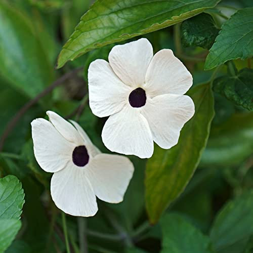 SchwarzäUgige Susanne - Samen 50 Weiß Blumen Garten Pflanzen Kletterpflanzen Winterhart Blumensamen Gastgeschenk Balkonpflanzen FrüHlingsblumen Schnittblumen Samen