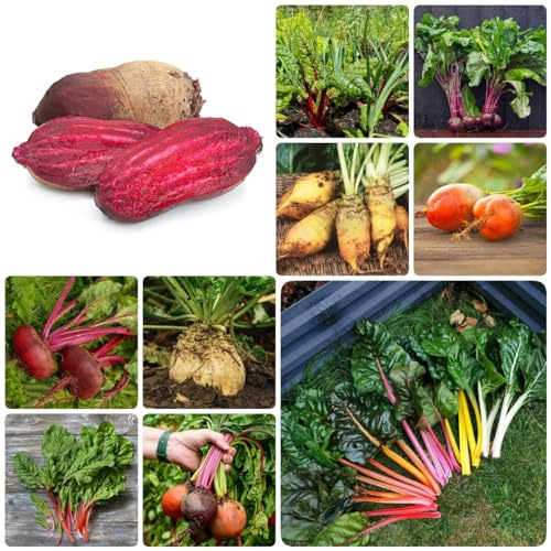 150 Pcs Zuckerrüben Samen, Rote Beete Samen - Beta Vulgaris - Balkon Gemüse, Balkon Garten Zuckerrüben Saatgut, Rhabarber Pflanzen, Winterharte Kübelpflanzen, Gemüse Samen Gemüsesamen
