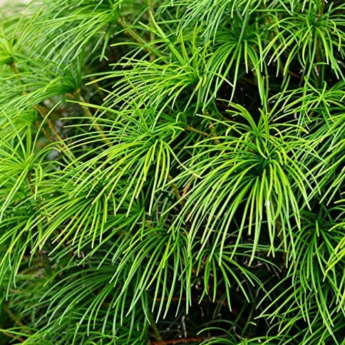 Japanische Schirmtanne (Sciadopitys verticillata) – Tempelbaum, winterharte Zierpflanze für Garten und Balkon