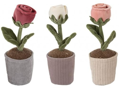 Ornamentale Plüsch-Rose im Topf, 24 cm