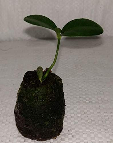 Kumquat, Golden Chinese Orange, Citrus Japonica Plug Plant