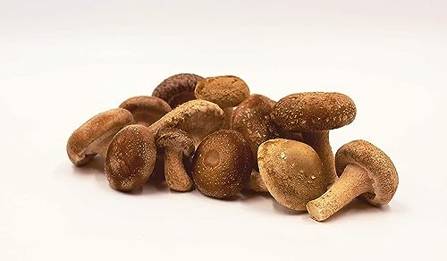 Bio Shiitake Körnerbrut - Pilze selber züchten
