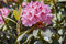 Rhododendron 'Lady Annet de Trafford' - Winterharte Gartenpflanze, Blühende Hybride, Rosa Blüten, 60-70cm