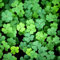 60pcs graines de plantes de trèfle à quatre feuilles vert foncé