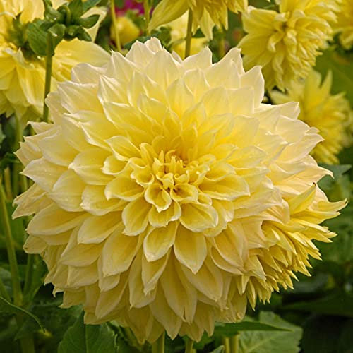 Zinnie, DalieBulbi di Dalia, Fiori enormi, bell'aspetto, adatti per Essere piantati in Giardini o vasi di Fiori