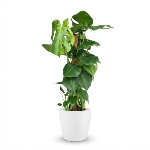 Monstera Deliciosa am Moosstab 90 cm Blumentopf Ø19 cm 90 cm