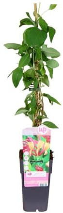Garden Center Shop | Plantas Trepadoras Naturales | Bignonia, Wisteria, Jazmín Estrella, Madreselva, Passiflora, Hiedra (Lonicera Heckrottii goldflame)
