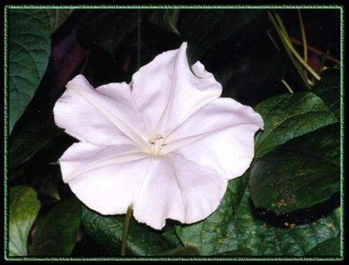 Mondblume, Nacht blühendes Weinrebe, weiße Blumen, duftend, 40 SEEDS