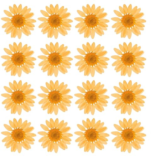 PATIKIL 48 Pezzi Fiori Secchi Pressati Fiori di Margherita Arancione | Decorazione Casa Decorazione Unghie, per Artigianato Fai Da Te, Naturali