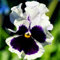 Sump Nuovi 100pcs semi di fiori viola del pensiero per il giardinaggio bella bianco blu scuro