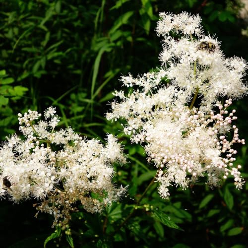 30 Pcs Sorbaria Sorbifolia Samen - Winterfeste Pflanzen Für Garten, Bio Saatgut Schnellwachsende Sträucher Als Sichtschutz Sträucher Winterhart Blühend Baumsamen Gartenpflanzen Winterhart,