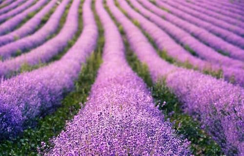 500 Samen Lavendel * Lavendula angustifolia | herrlich duftend | Frisches Saatgut für ca. 250 duftende Lavendelpflanzen * LAVENDELSAMEN