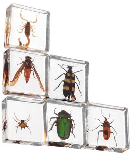 FONDOTIN 6 Stück Teiliges Resin Insekten Deko für Schreibtisch Transparente Kunstharz Figuren mit Feiner Oberfläche und Glänzendem Finish Dekorative Insekten Ornamente für Büro und Zuhause