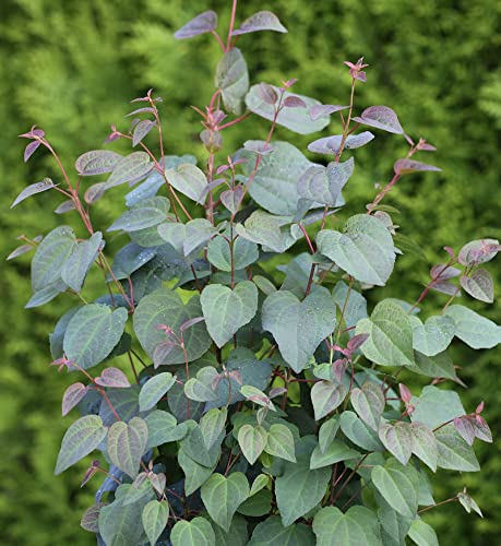 Judasblattbaum 100-125cm - Cercidiphyllum japonicum
