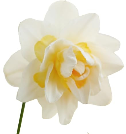 Narzissenzwiebeln 20 x ’Snow Paradise’ – The Bulb Farmers - Frühjahr – in den Niederlanden gezüchtet - Narzissen Zwiebeln – Blumenzwiebeln