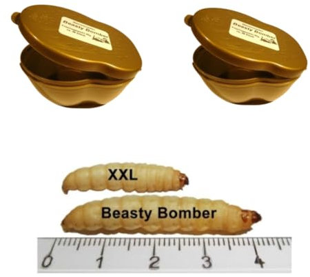 2 Dosen Beasty Bomber XXL Bienenmade ca 36-38 Stück