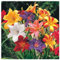 Hemerocallis bulbos,azucenas plantas,bulbos de azucenas olorosas,flores perennes,bulbosas,ornamentales,azucenas bulbo blanco,resistentes,parterres,Precioso,Plantación de jardín.-15bulbos-C