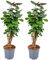 Bloomique - 2er Set Polyscias Fabian - Aralie - Zimmerpflanzen - Pflegeleicht - Luftreinigend - Höhe 50-60 cm - Topf 17