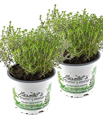 2x Orangenthymian, Orangen Thymian, Frische Kräuter Pflanze