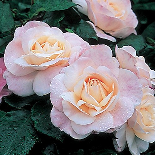 Ansell's® 'English Miss' Soft Floribunda Pink Bush rose (Potted) **BY ONLINE GARDEN CENTRE**