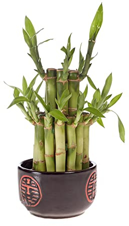 25 Glücksbambus Bonsai Samen Bambus Hydrokultur Pflanze Samen Glücksbambus Kaufen Lucky Bamboo Seed Bambuspflanze Hydrokultur Bonsai Samen Indoor Kunstbonsai
