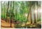 REINDERS Poster, Wald in der Sonne, Wohnzimmer, Poster, Wanddeko, Room Decor, 150 gr. glänzend Bilderdruckpapier, Grün, 61x91,5cm
