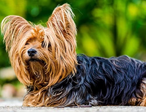 hansepuzzle 34550 - Yorkshire Terrier Puzzle 1000 Teile - Tierwelt-Puzzle mit hochwertiger Aufbewahrung: Kartonbox und wiederverschließbarem Beutel - Format 60 × 46 cm
