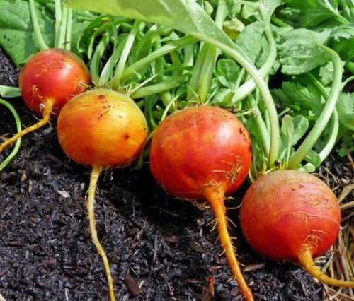 500x Seeds Goldene Detroit Erbstück Beets