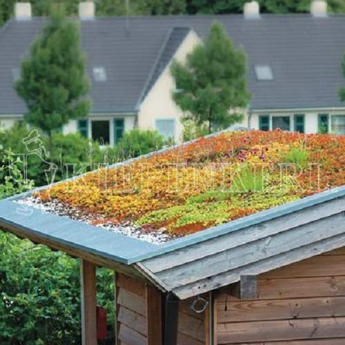 RSM 6.1 - Extensive Dachbegrünung, Inhalt: 100g, für ca. 20 m²