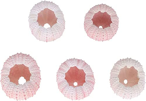LATRAT 5 stücke natürliche seeigel Muscheln, Nautische Dekoration für Micro Landschaft Deko DIY Basteln Handwerk Projekte