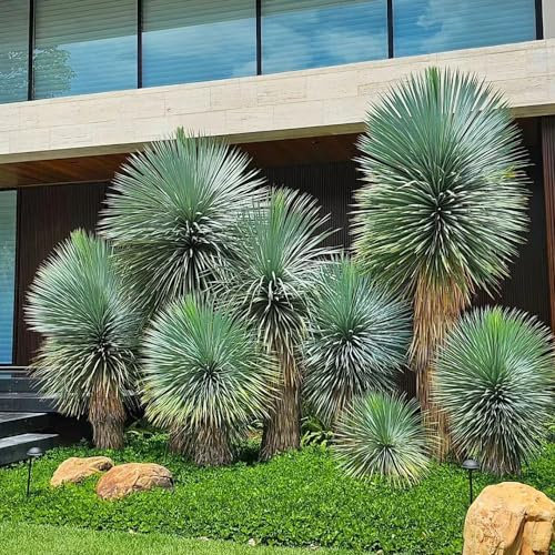 50 pcs palmlilie winterhart samen, bonsai samen, hochbeet balkon (Yucca rostrata) extrem winterharte kübelpflanzen, geschenke für pflanzenliebhaber baumsamen, garten geschenke für