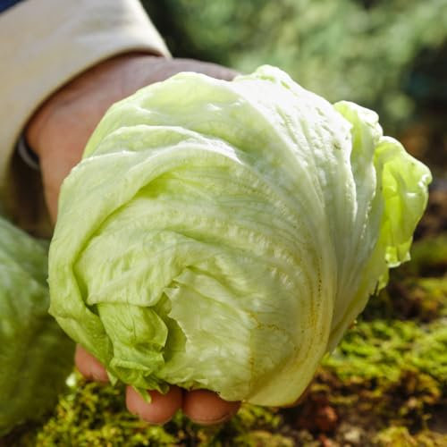 200 Piezas Semillas De Plantas De Lechuga - Lactuca Sativa - Semillas De Lechuga Cortadas, Semillas De Hortalizas, Lechos Elevados De Hortalizas Recogiendo Lechuga, Semillas De Lechuga,