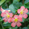 Frische neue 100 Stück rosa Vireya Rhododendron Blumensamen